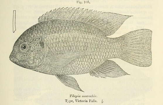 Image of Greenhead Tilapia