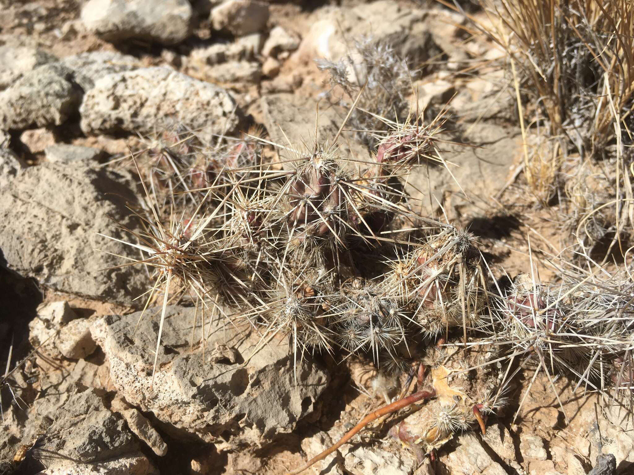 Image of Graham's pricklypear