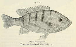 Image de Oreochromis squamipinnis (Günther 1864)