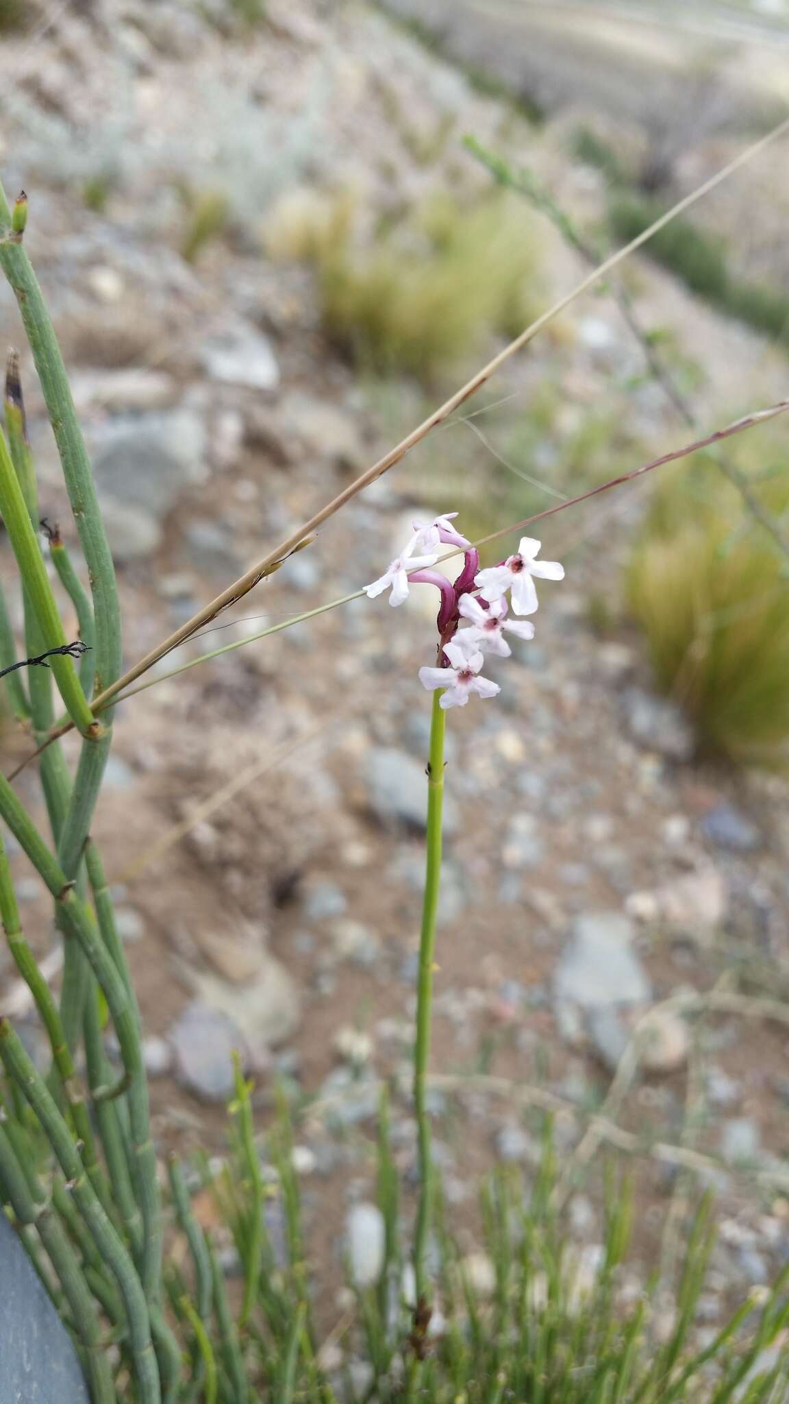 Image of Mulguraea scoparia (Gillies & Hook.) N. O'Leary & P. Peralta