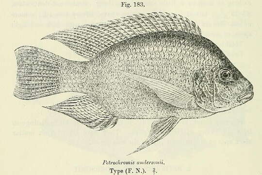 Image of Tanganyika tilapia