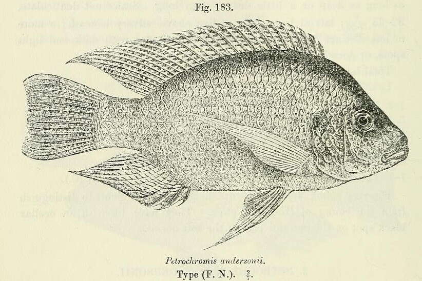 Image de Oreochromis tanganicae (Günther 1894)