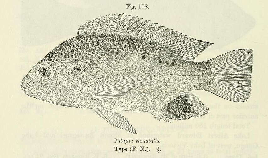 Image de Oreochromis variabilis (Boulenger 1906)