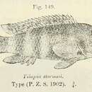 Imagem de Orthochromis stormsi (Boulenger 1902)