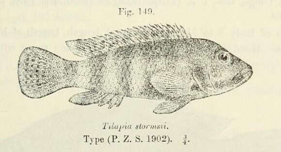 Image of Orthochromis stormsi (Boulenger 1902)