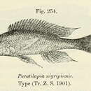 Image of Paracyprichromis nigripinnis (Boulenger 1901)