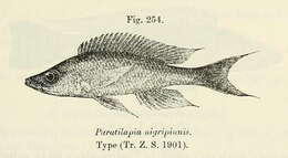 Слика од Paracyprichromis nigripinnis (Boulenger 1901)