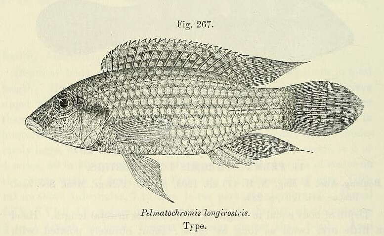 Parananochromis resmi