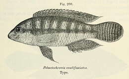 Parananochromis resmi