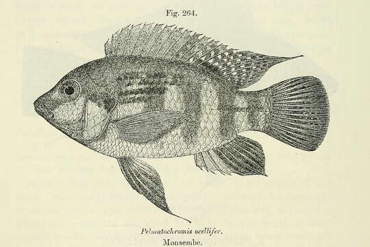 Image de Pelmatochromis