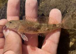 Cottus aleuticus Gilbert 1896 resmi