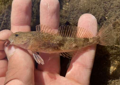 Image of Coastrange sculpin