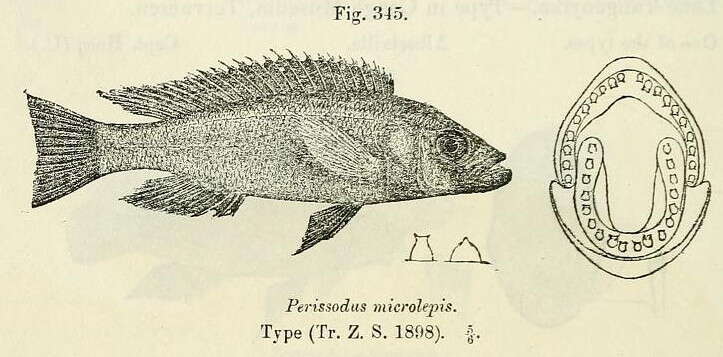 Image of Perissodus