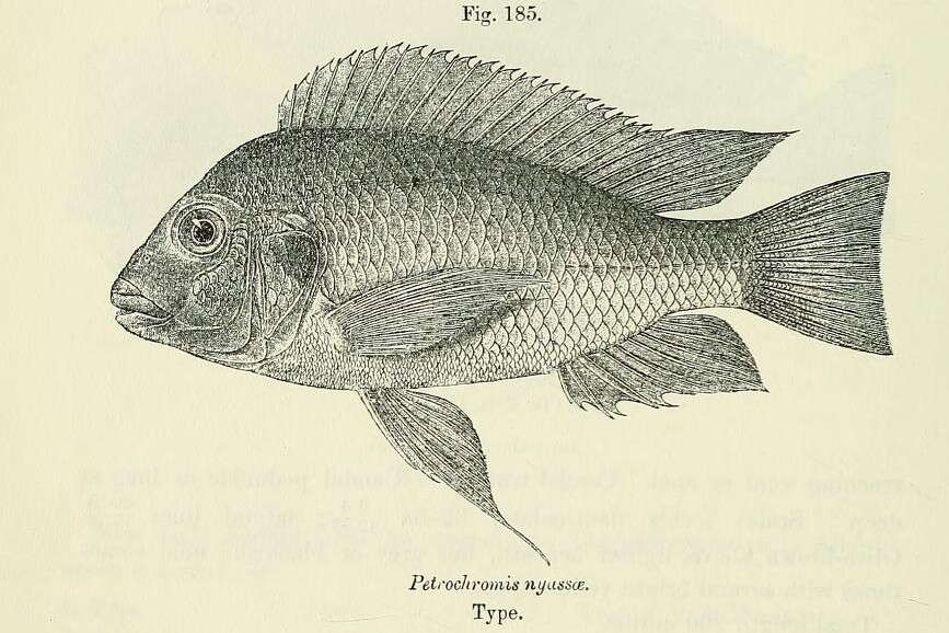 Image of Petrochromis