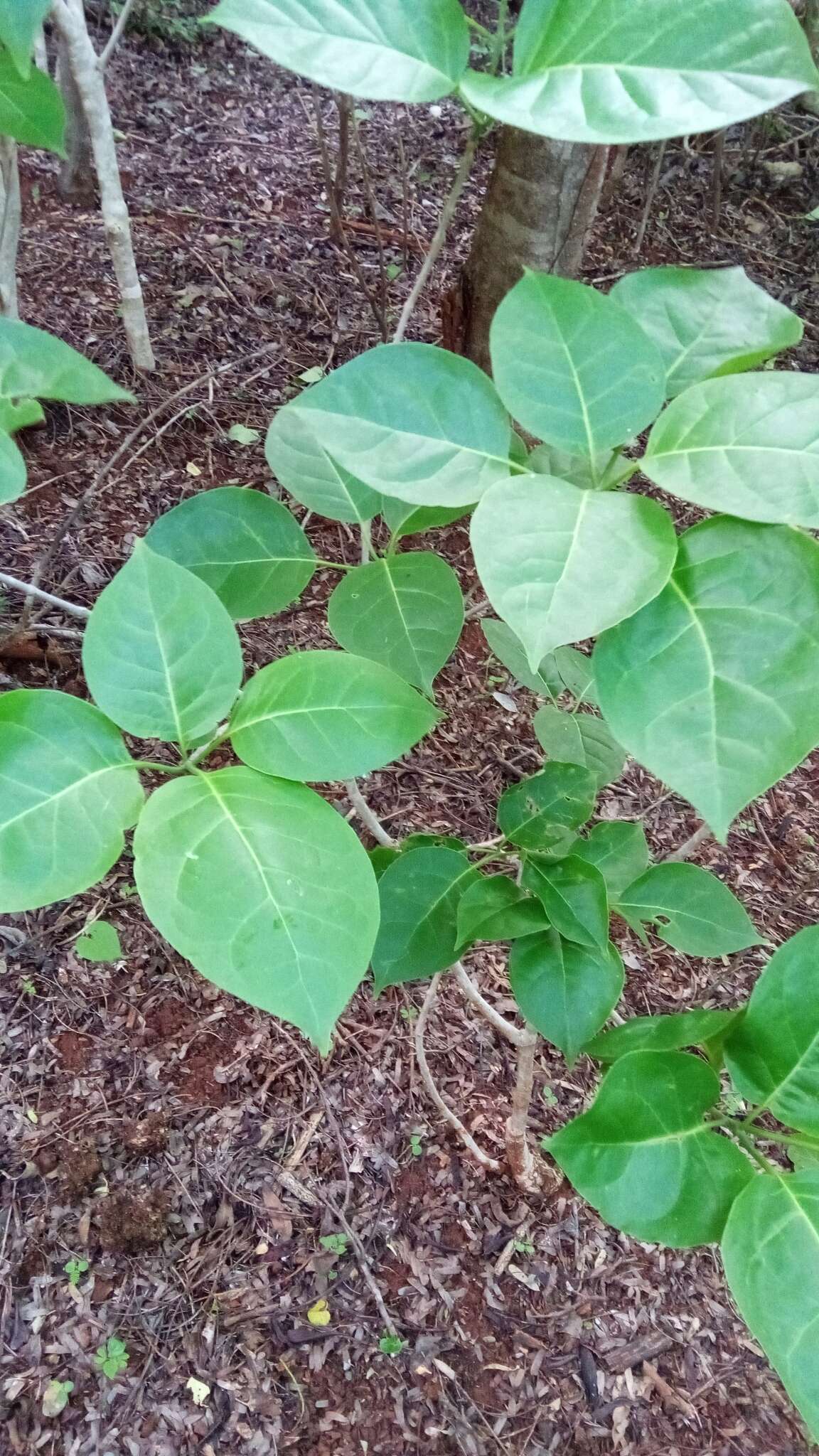 Image of Grevea madagascariensis Baill.