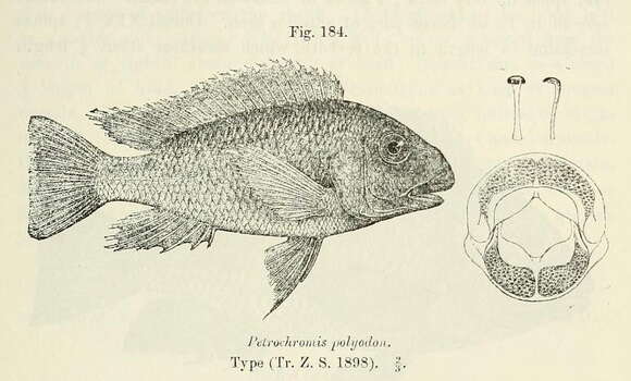 Image of Petrochromis