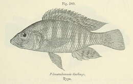 Image de Pharyngochromis