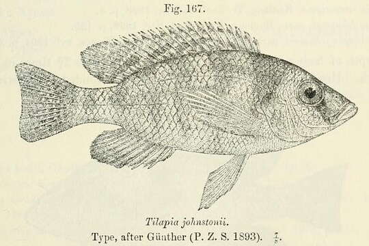 Image of Placidochromis johnstoni (Günther 1894)