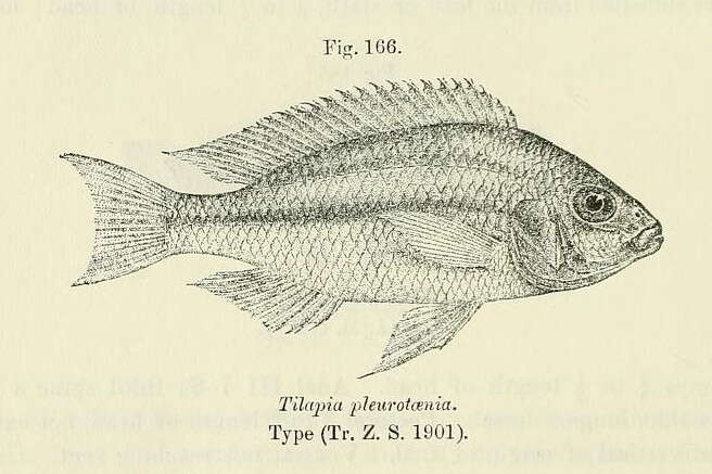 Image of Protomelas