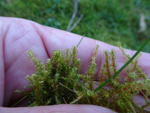 Image of square goose neck moss