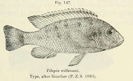 Image de Pseudotropheus