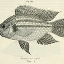 Pterochromis congicus (Boulenger 1897) resmi