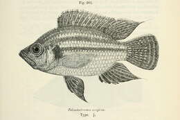 Image of Pterochromis
