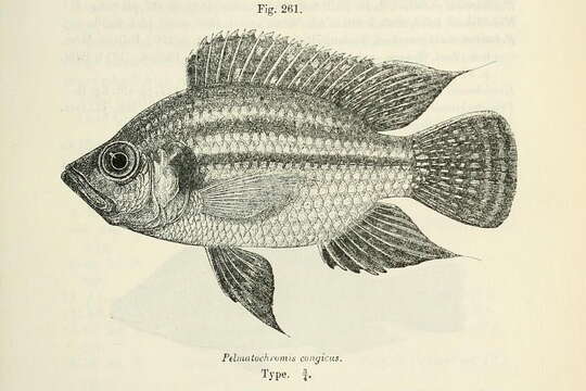 Pterochromis resmi