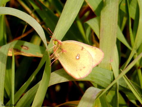 Imagem de Colias philodice Godart (1819)