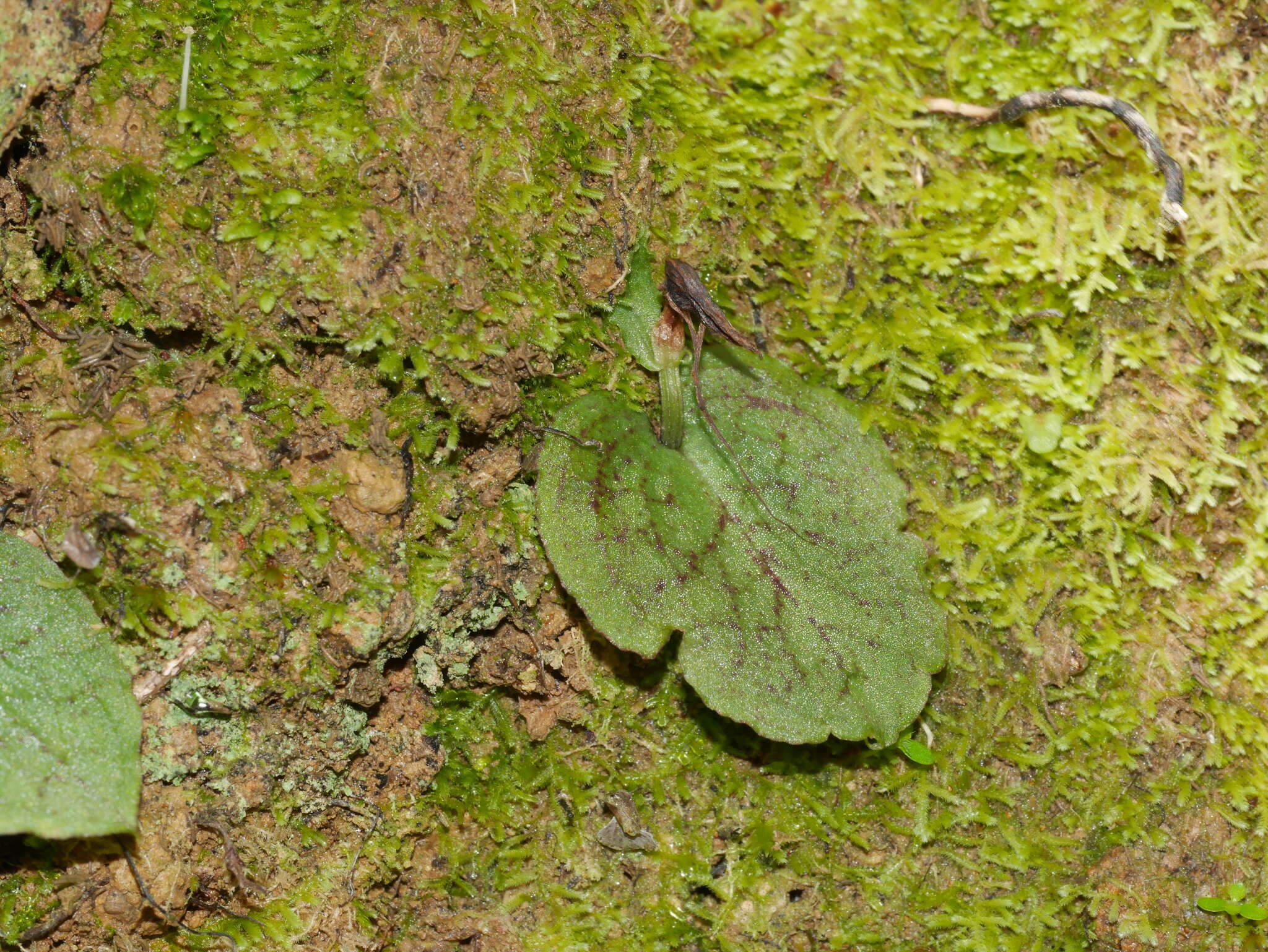 Image de Corybas oblongus (Hook. fil.) Rchb. fil.