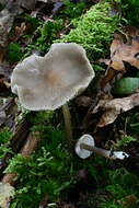 Image of Mycena polygramma (Bull.) Gray 1821