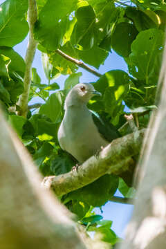 Imagem de pombo imperial verde