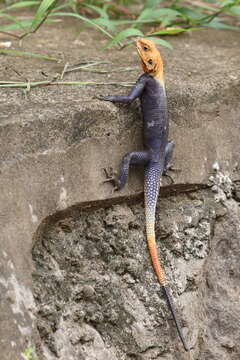 Image of Common agama