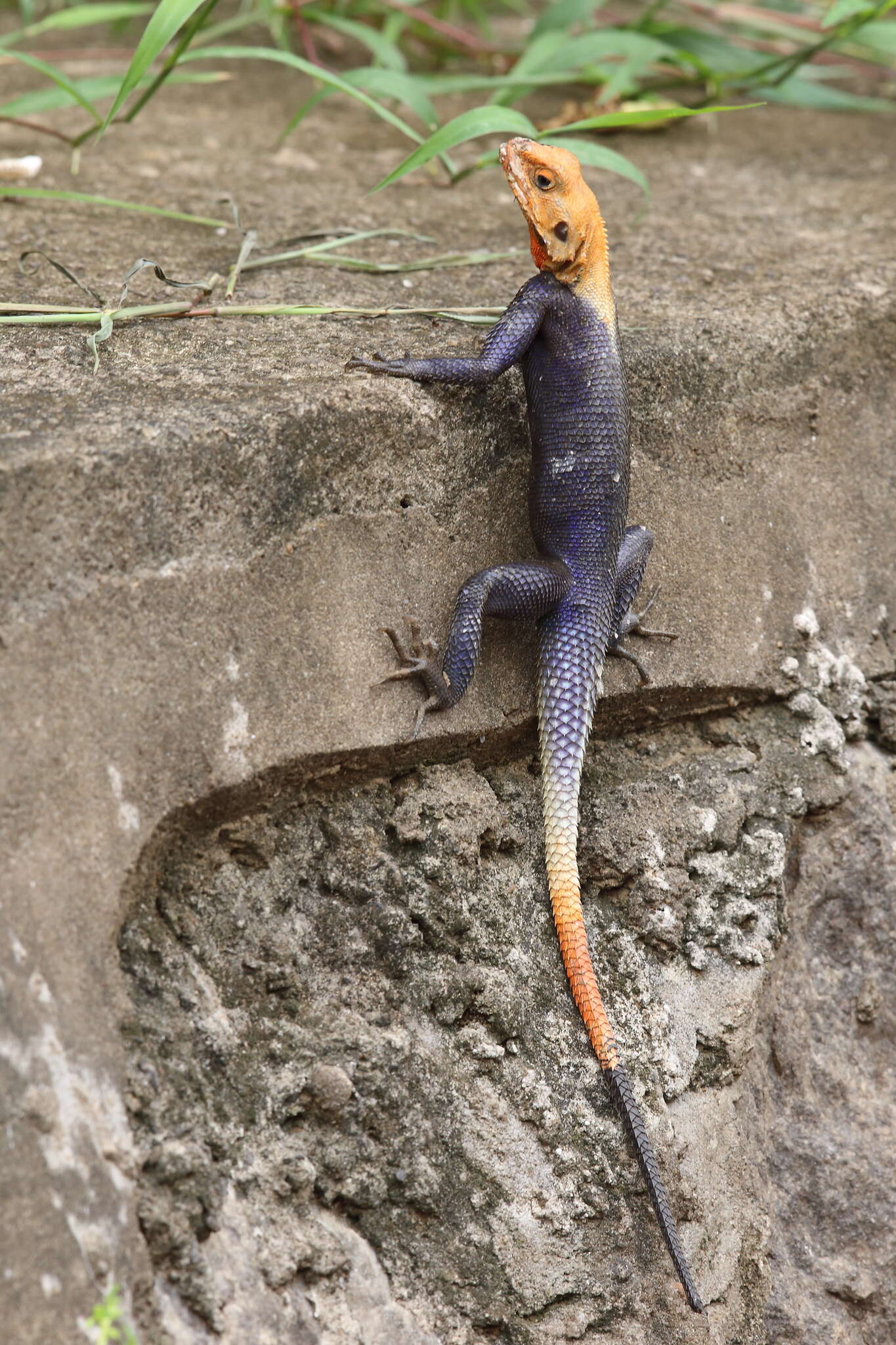 Sivun Agama agama (Linnaeus 1758) kuva