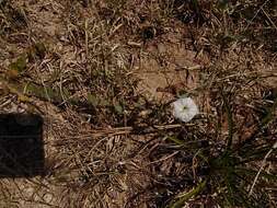 Image of Field bindweed