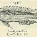 Image of Reganochromis calliurus (Boulenger 1901)