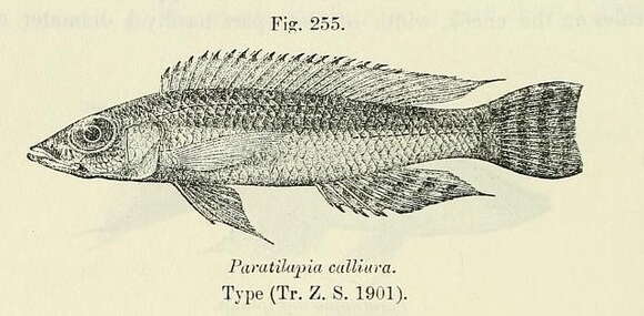 Image de Reganochromis