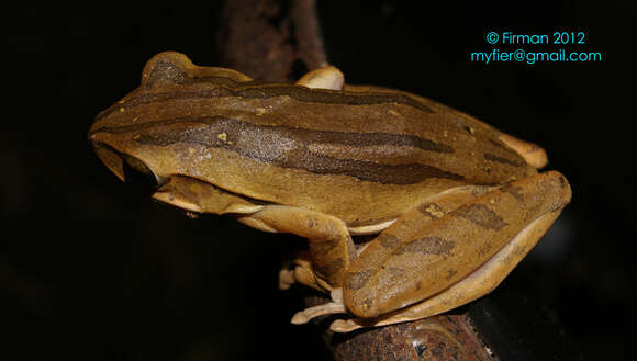 Image of Common Tree Frog