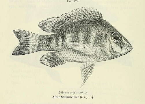 Image of Ptychochromis oligacanthus (Bleeker 1868)