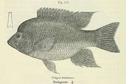 Image of Ptychochromoides
