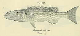 Image of Rhamphochromis