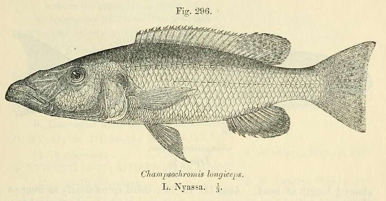 Image of Rhamphochromis