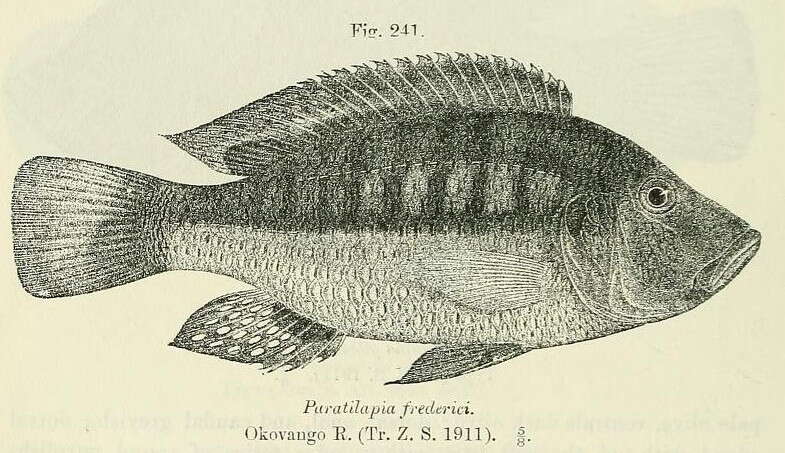 Image de Sargochromis