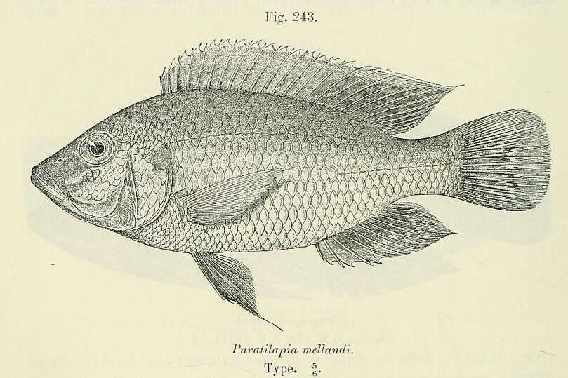 Image de Sargochromis