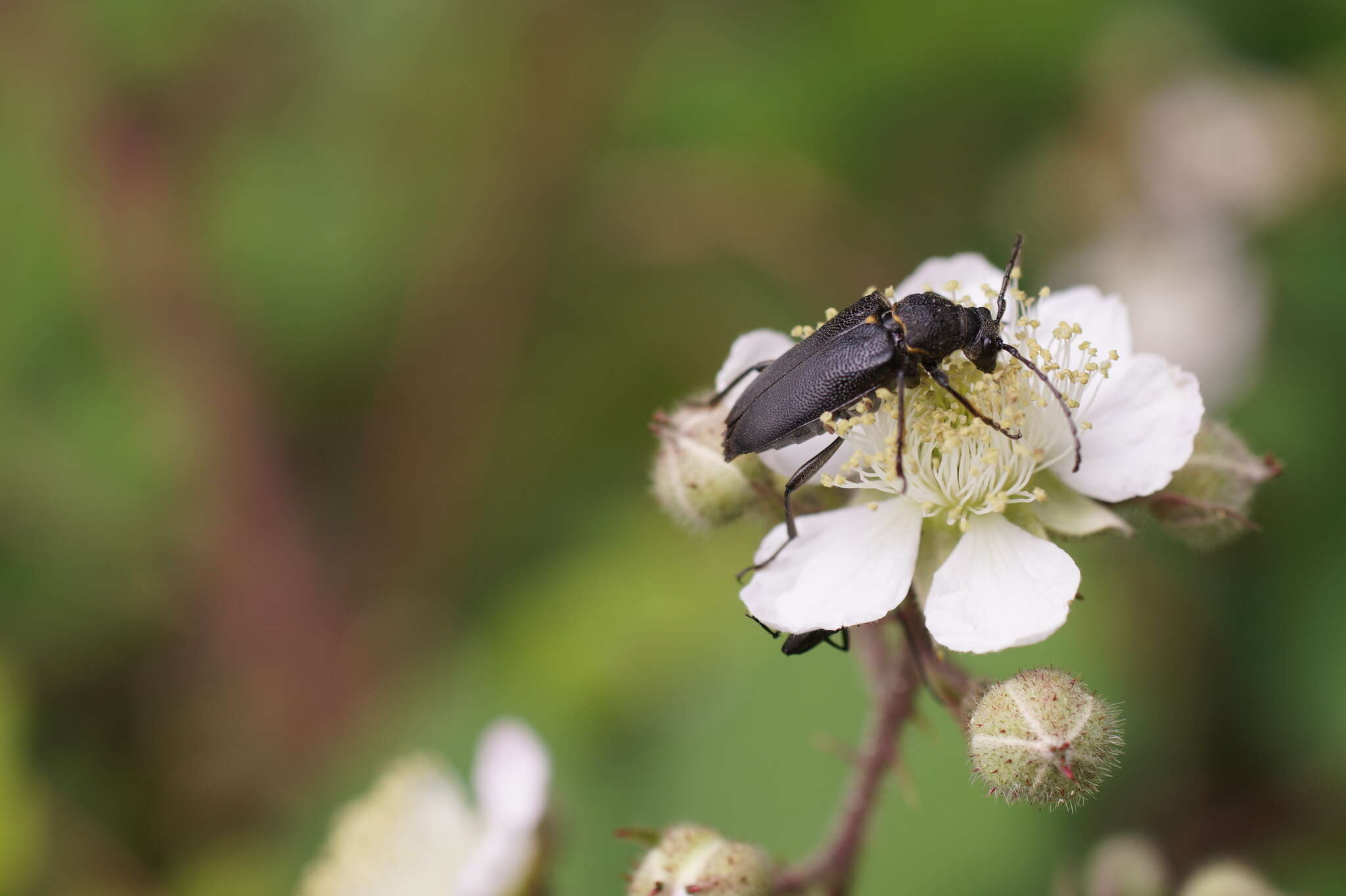 Imagem de Stictoleptura scutellata (Fabricius 1781)