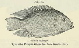 Image of Mango tilapia