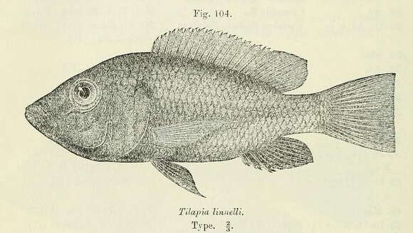 Image of Blackbelly Tilapia