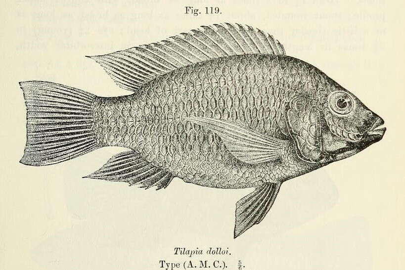 Image of Sarotherodon