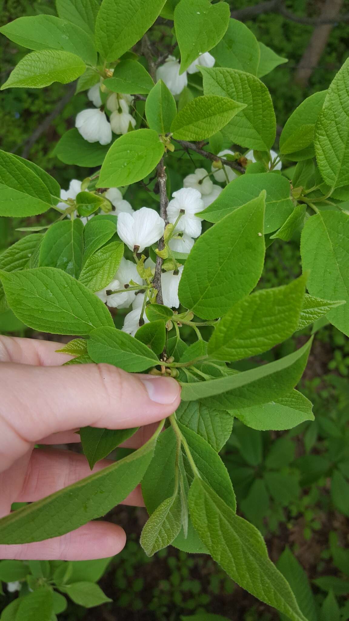 Image de Halesia carolina L.