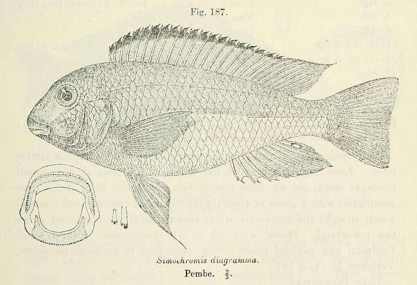 Image of Simochromis diagramma (Günther 1894)